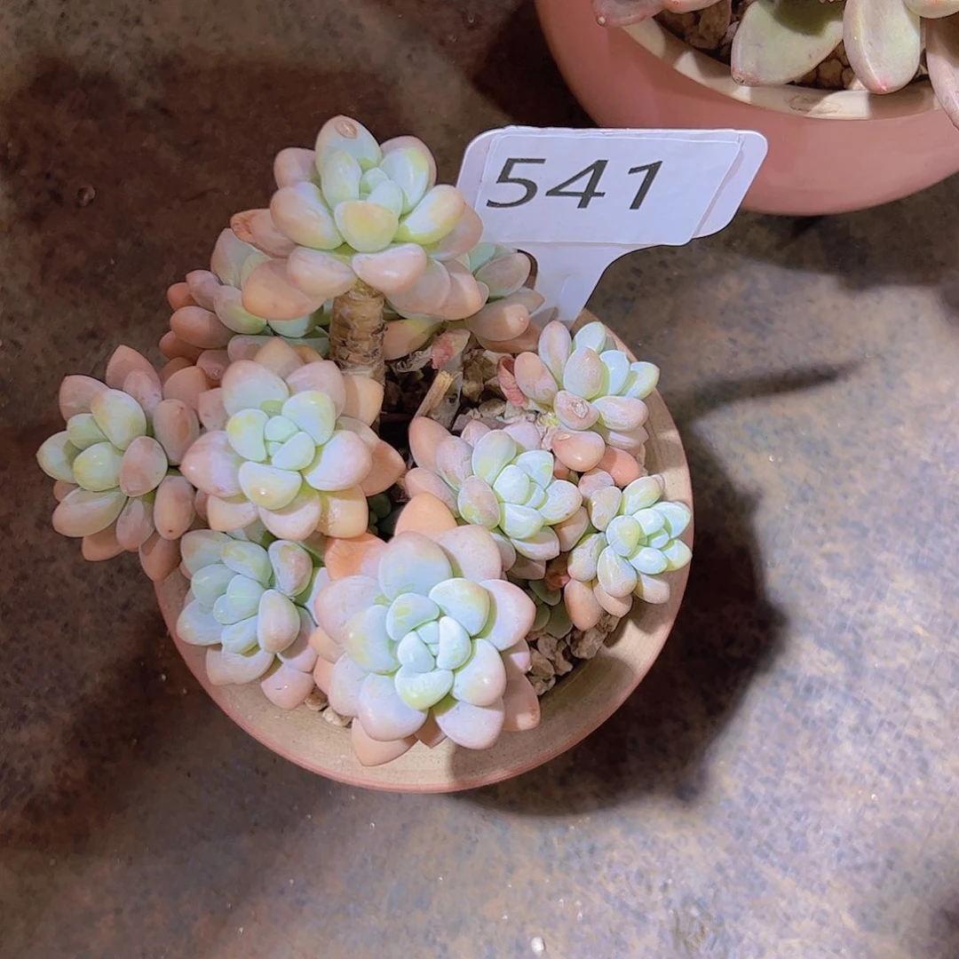 宇541香水洛神15元元