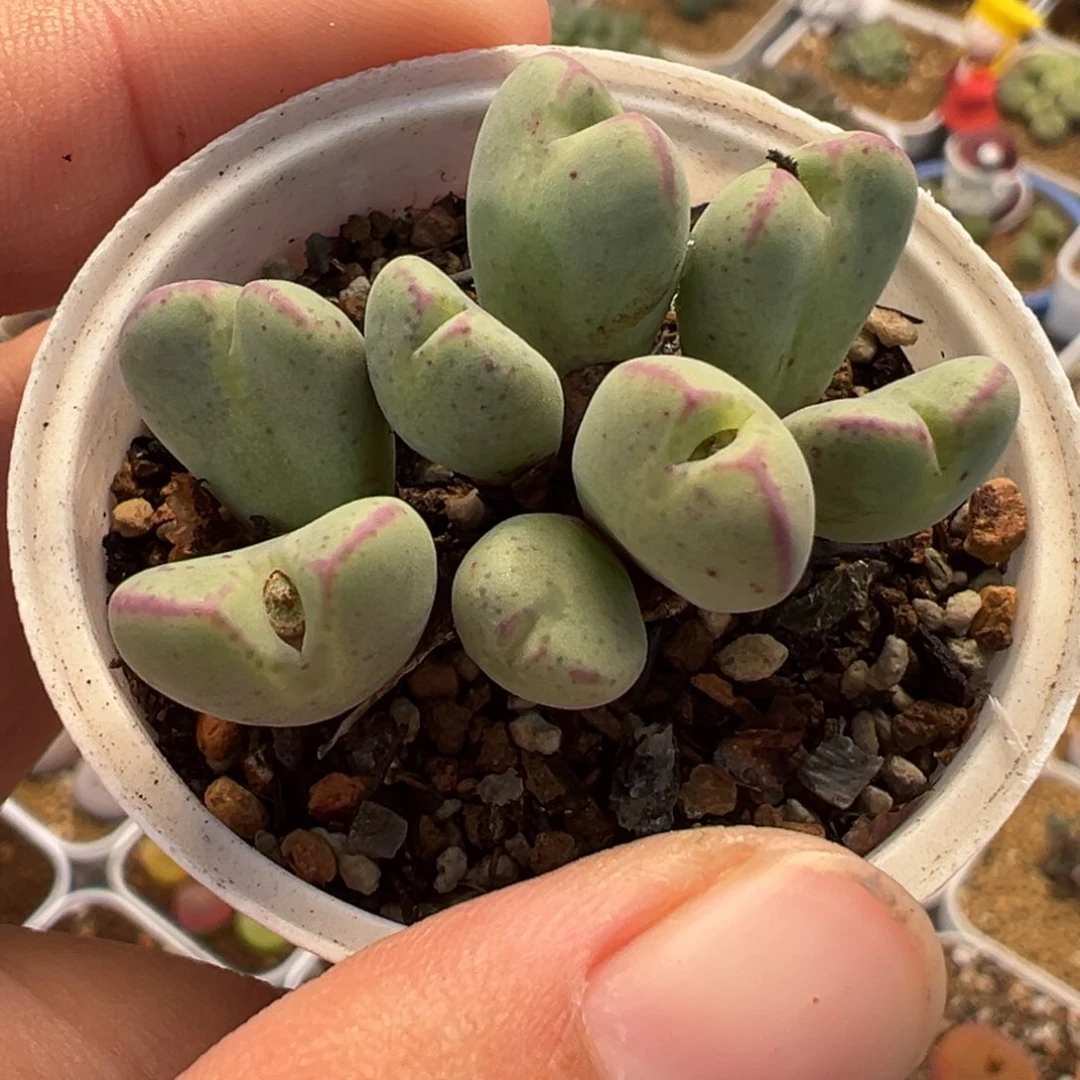 185多肉植物种类多样