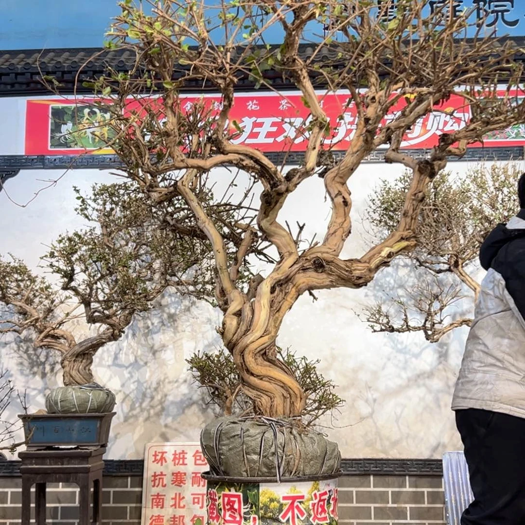 无花朵金银花55558885855888