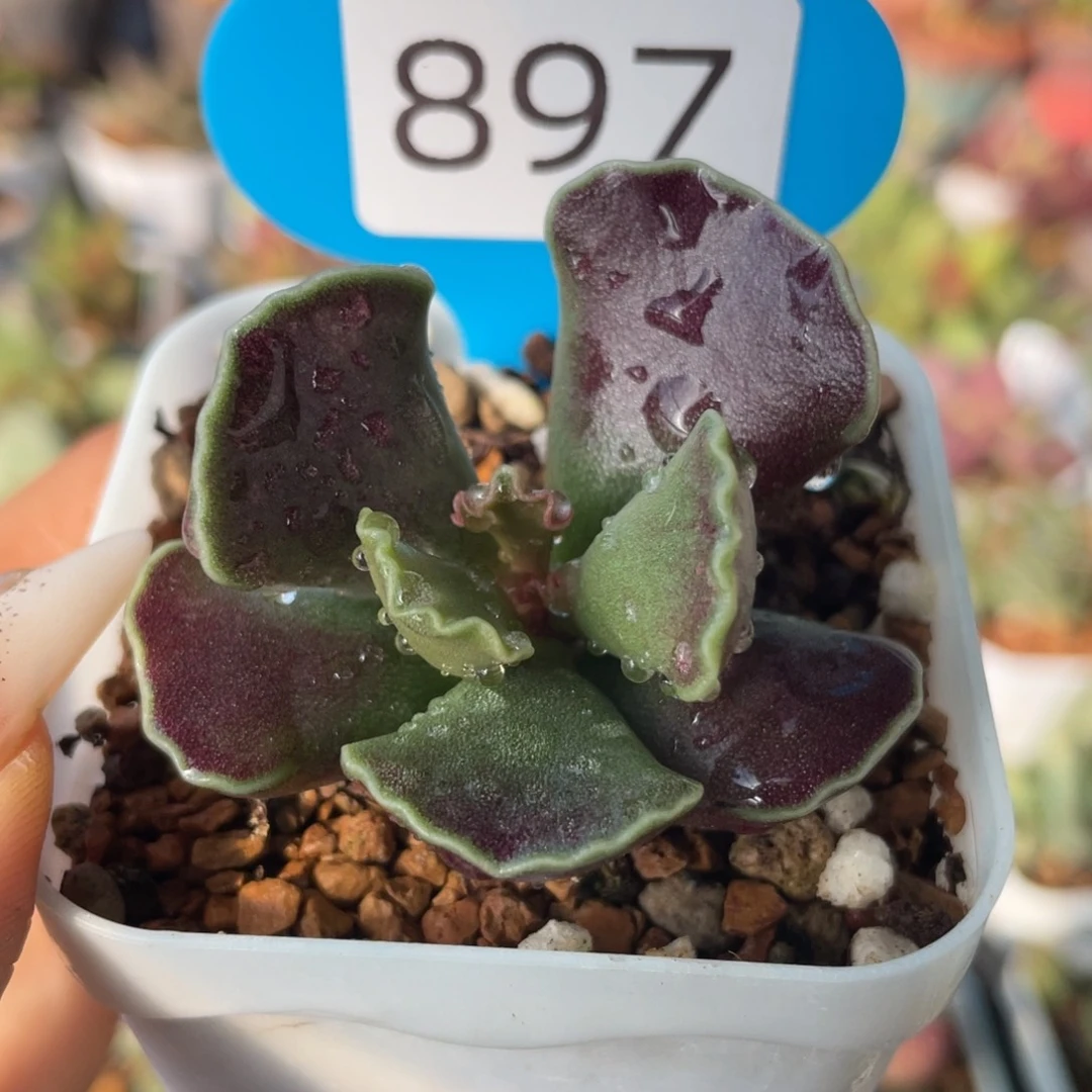 紫肌库博。  897。