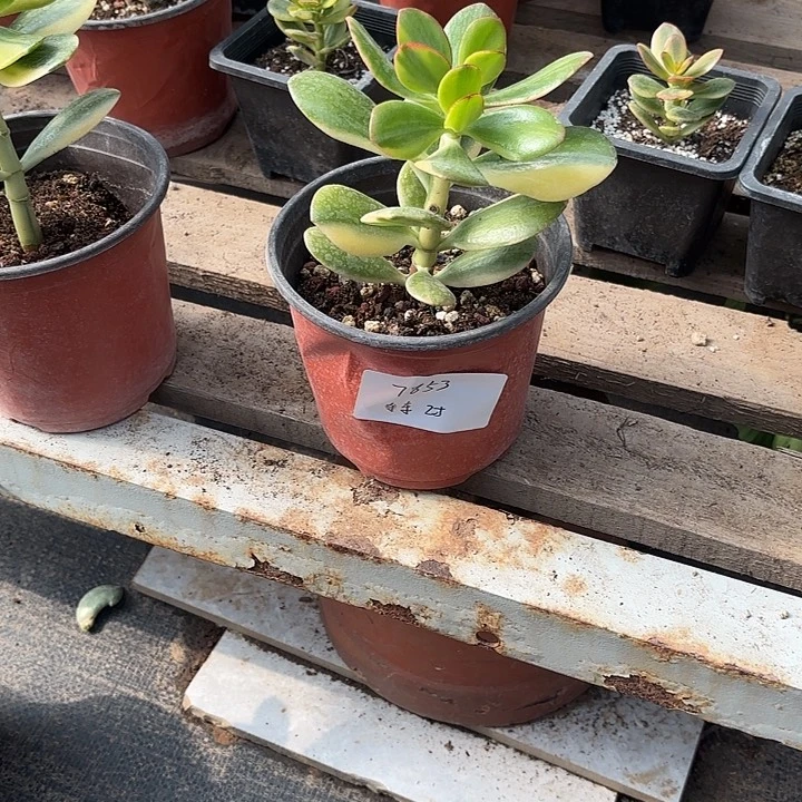 东***东当前无花栽培后可以开花老花月锦25