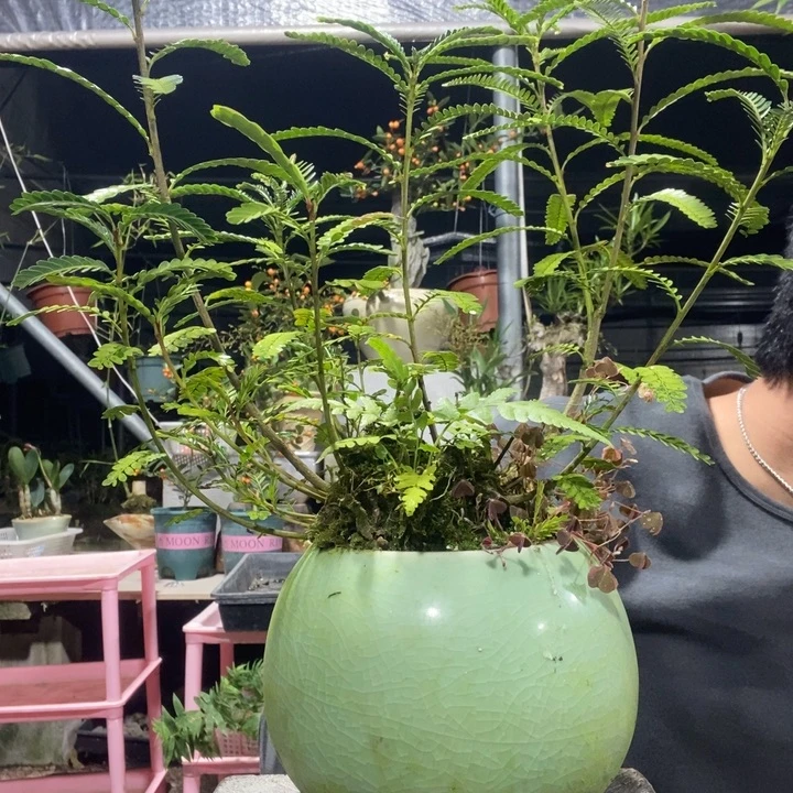 泡***卷以实际为准盆景绿植盆栽118