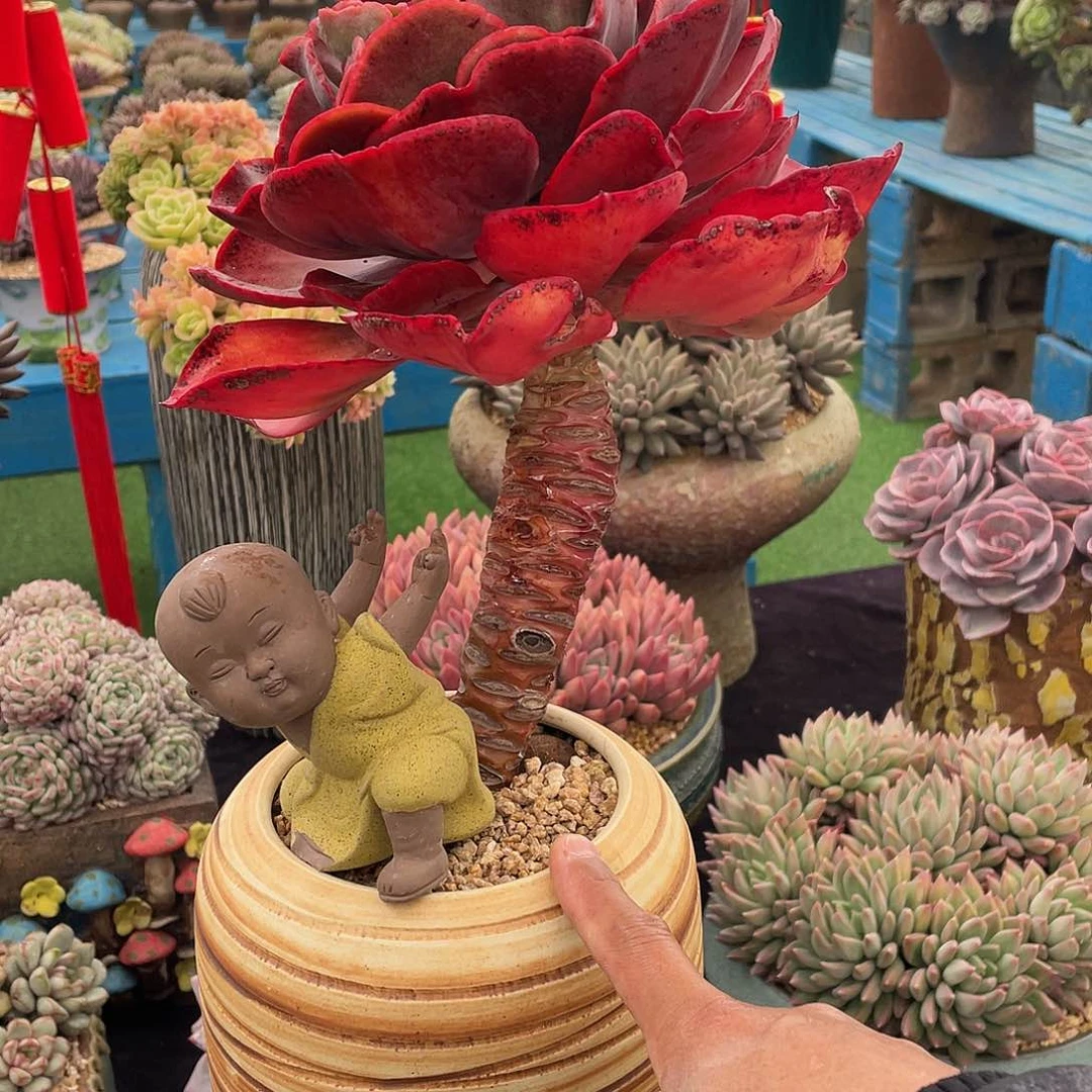 多肉植物带盆物流