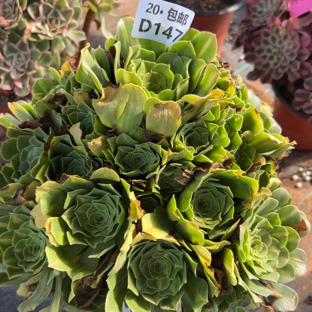 147翡翠琉璃，多肉法师