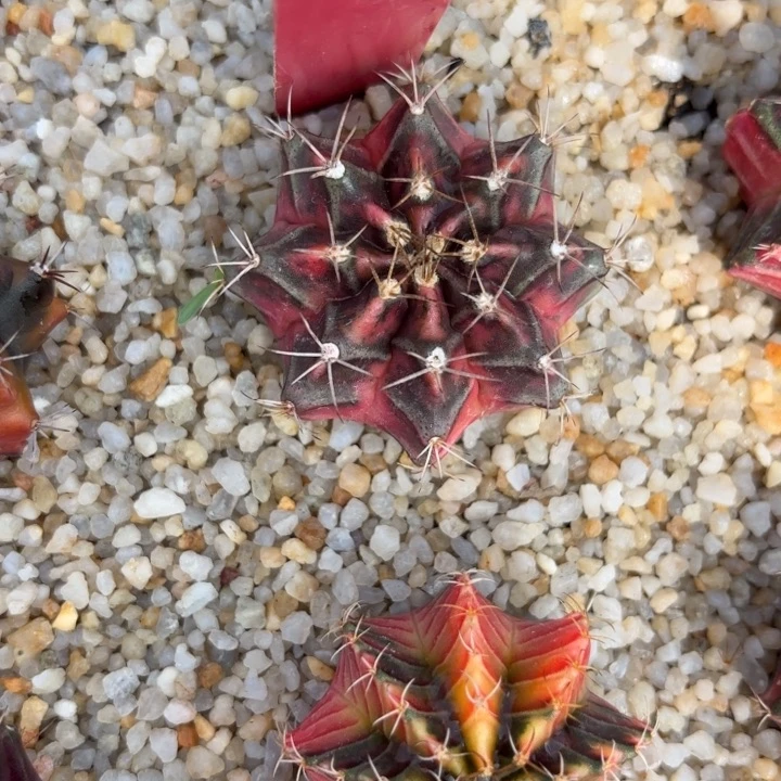 75-0105泰国发货多肉