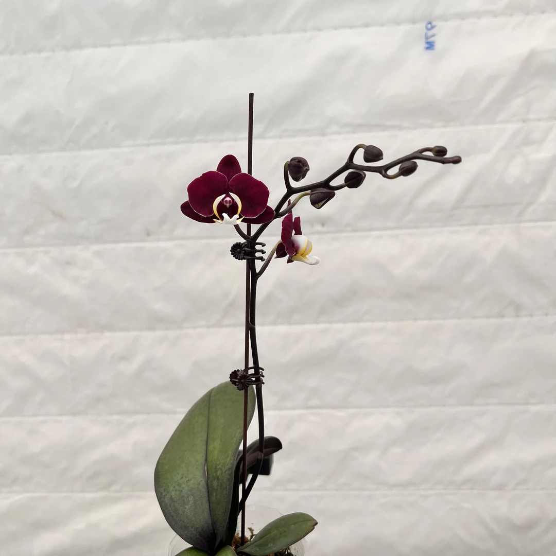 云鹏蝴蝶兰（黑美人）带花苞发货