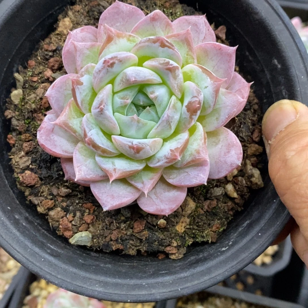 精品多肉一物一拍不包整360