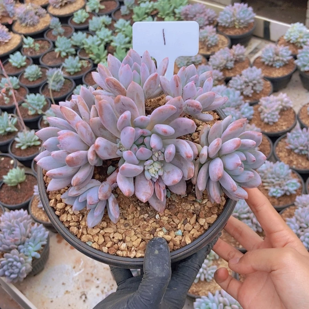 静****半夏。 1号。