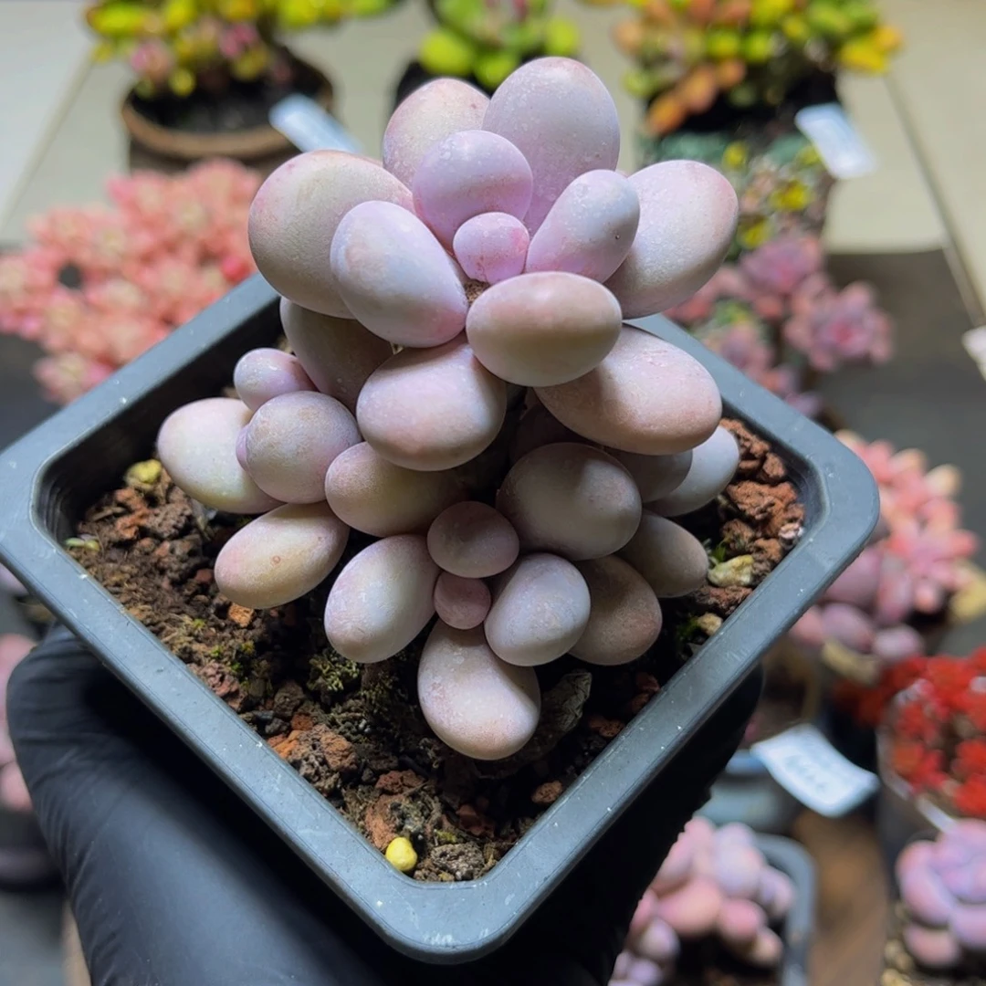 436水光针奶酪6厘米