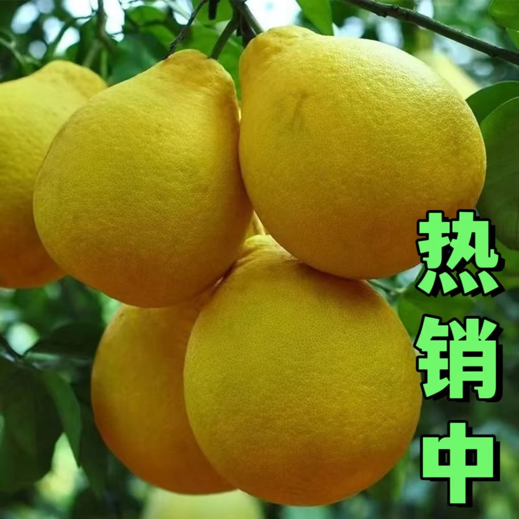 【江永香柚】产地鲜果直发香柚纯甜老树香柚