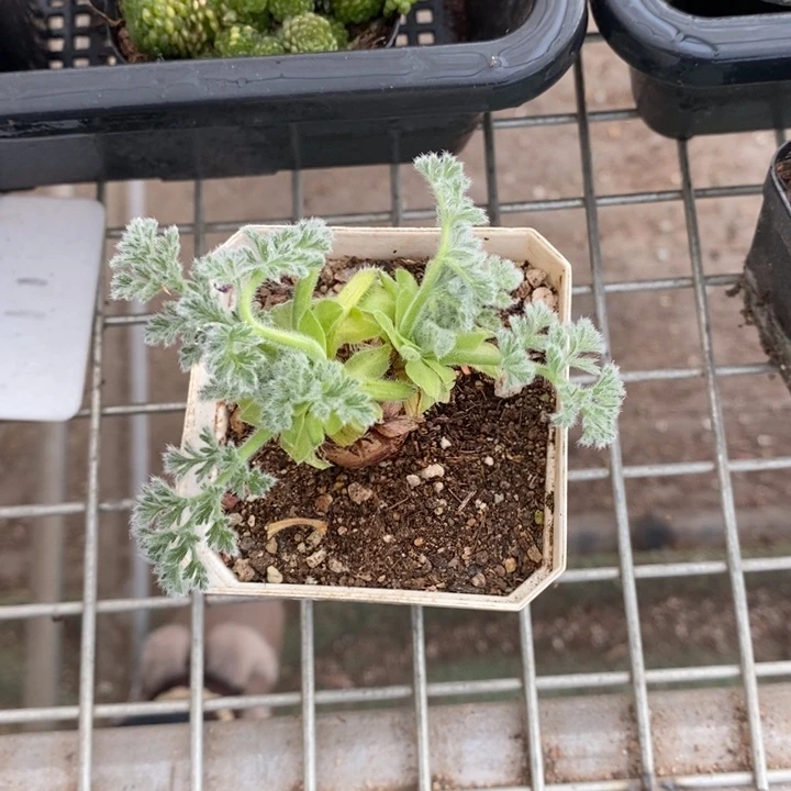 伯克利和格蕾纳等著名音乐