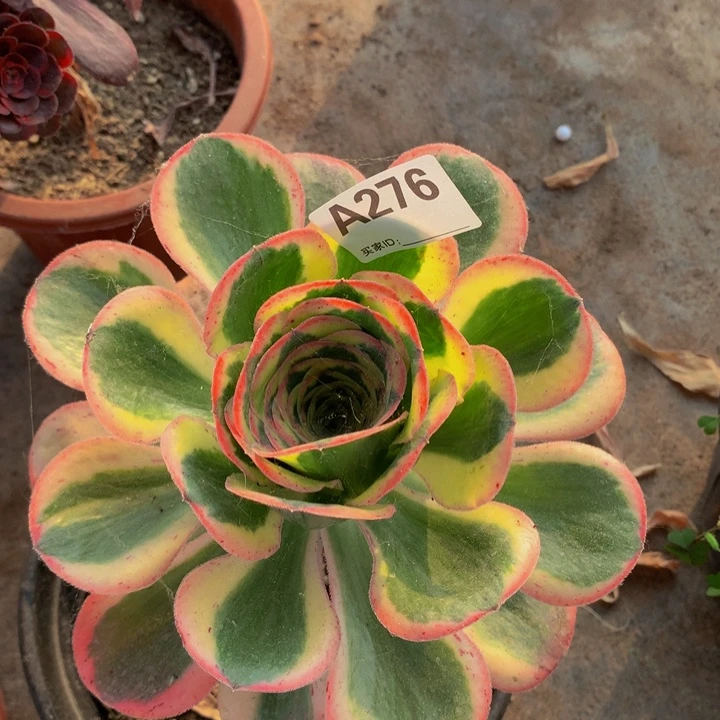 全部花朵276燕姿锦