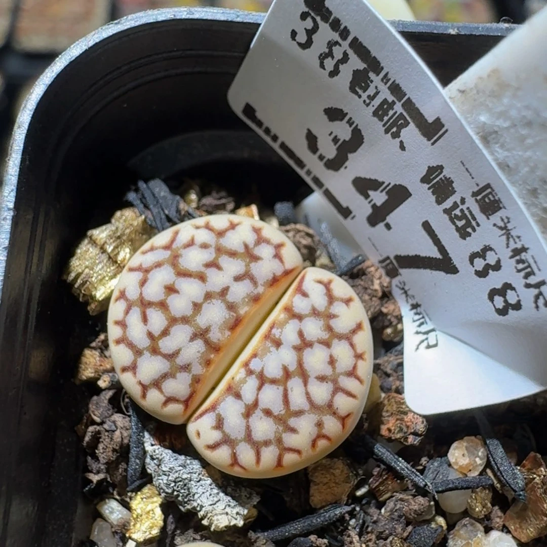 Zzzzxp生石花肉锥347大理石