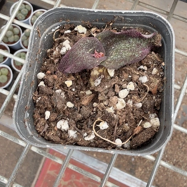 紫荆块根单头6仙人球