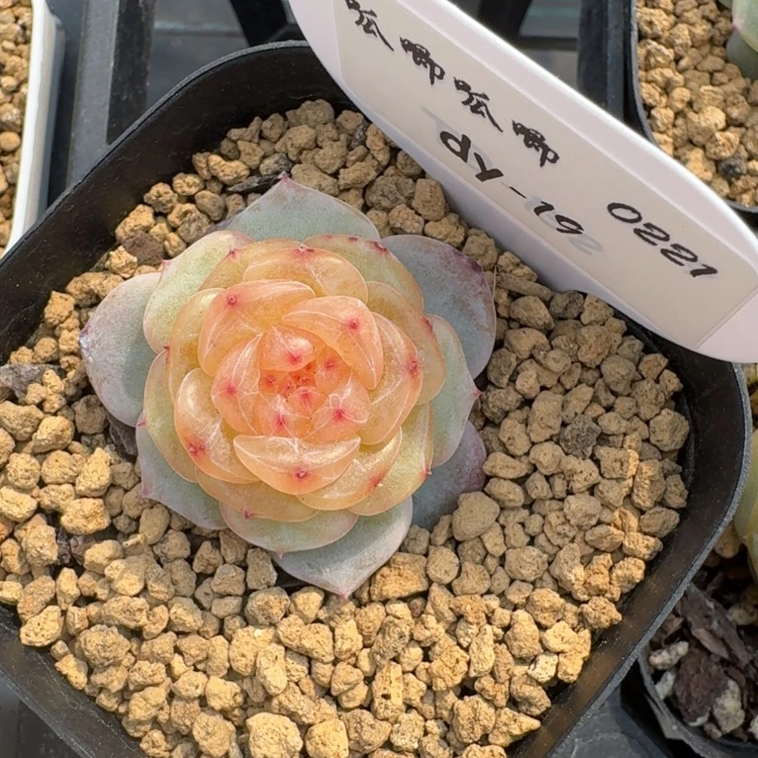 红陶0221-019-芳草一单头