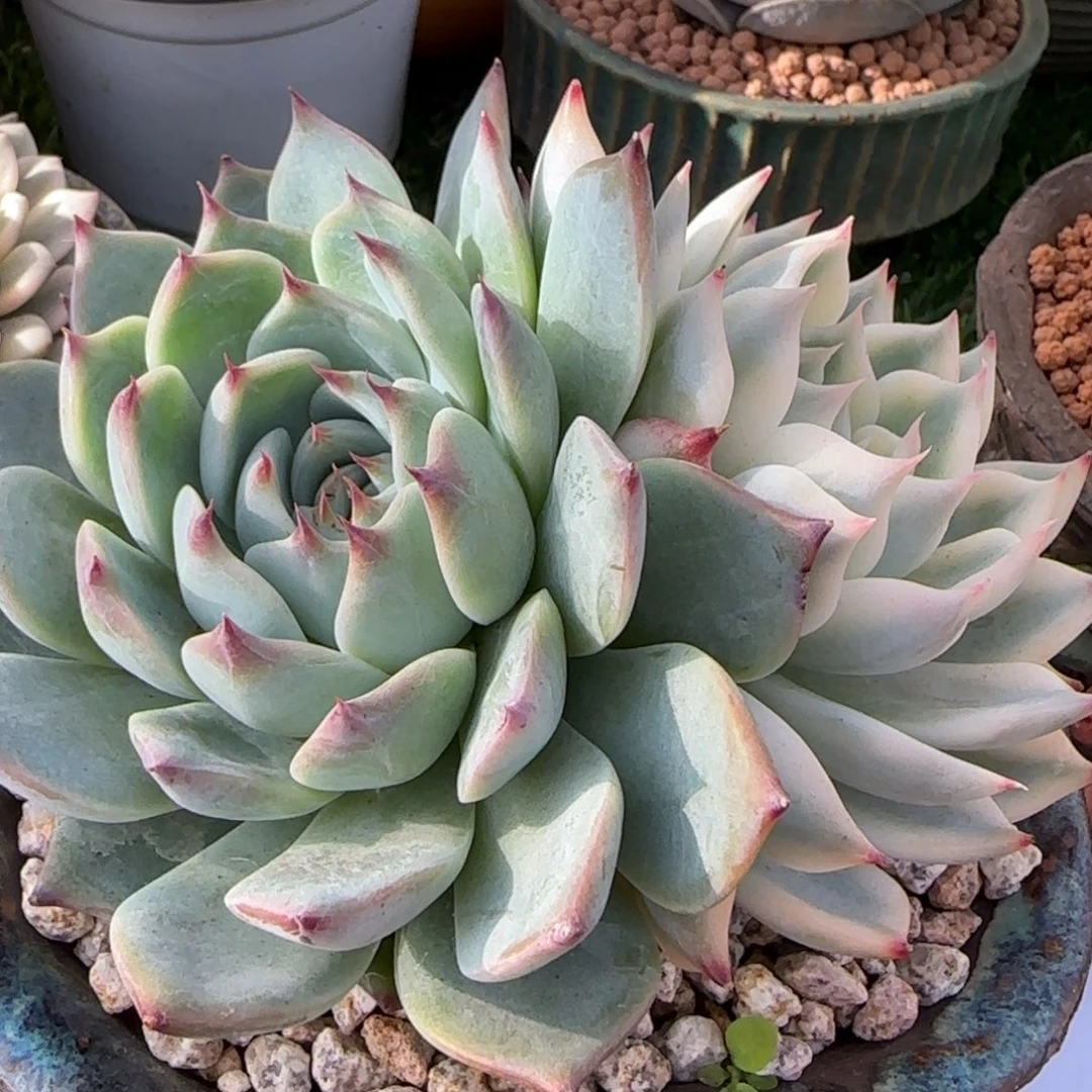 ?*.这姐补差价   多肉植物