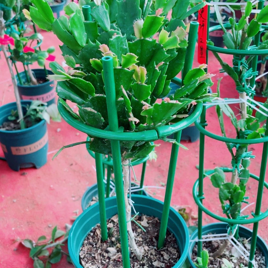 大***雄无花朵双色叶仙嫁接蟹爪兰