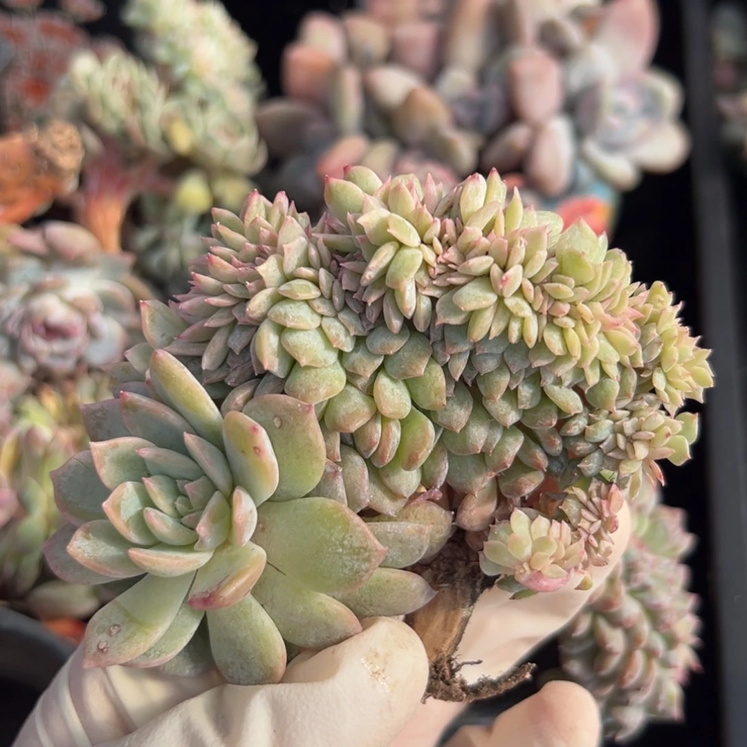 新年快乐 新年快乐