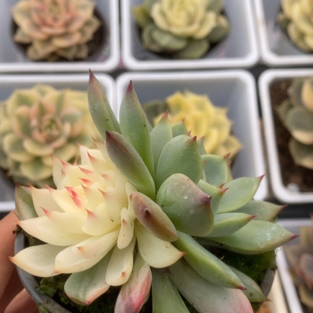 461锦锦锦锦锦锦锦锦