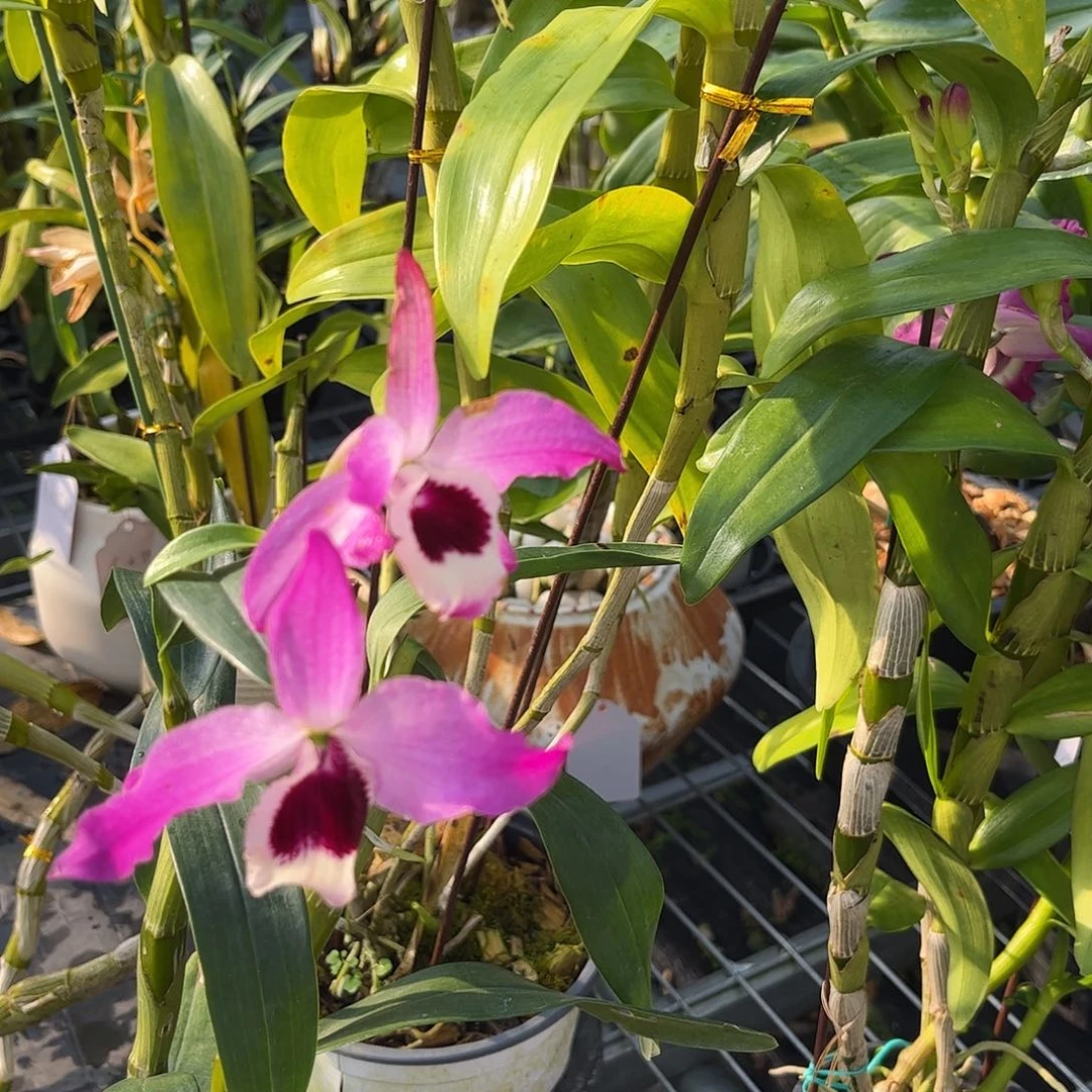 当前无花朵，栽培后可花朵金钗