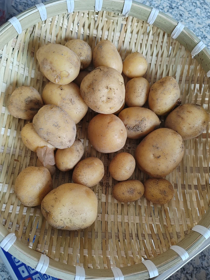 土豆农家自种中小果