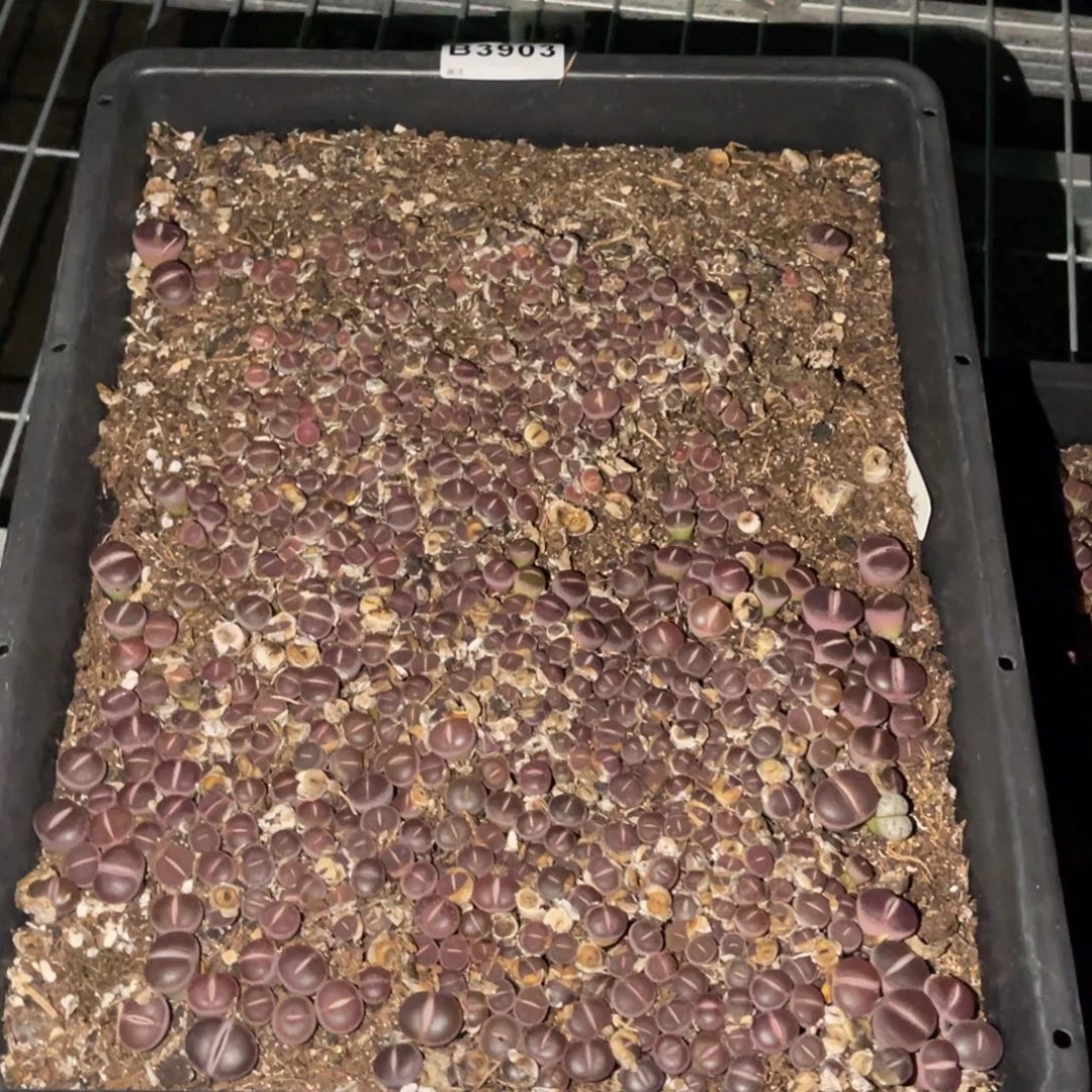 奇***林3903福利筐1不售后