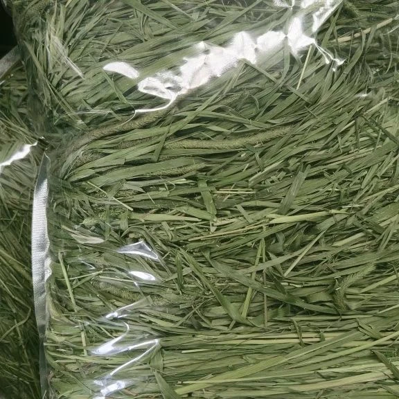 2025年头茬微穗烘干提摩西草草段兔子草