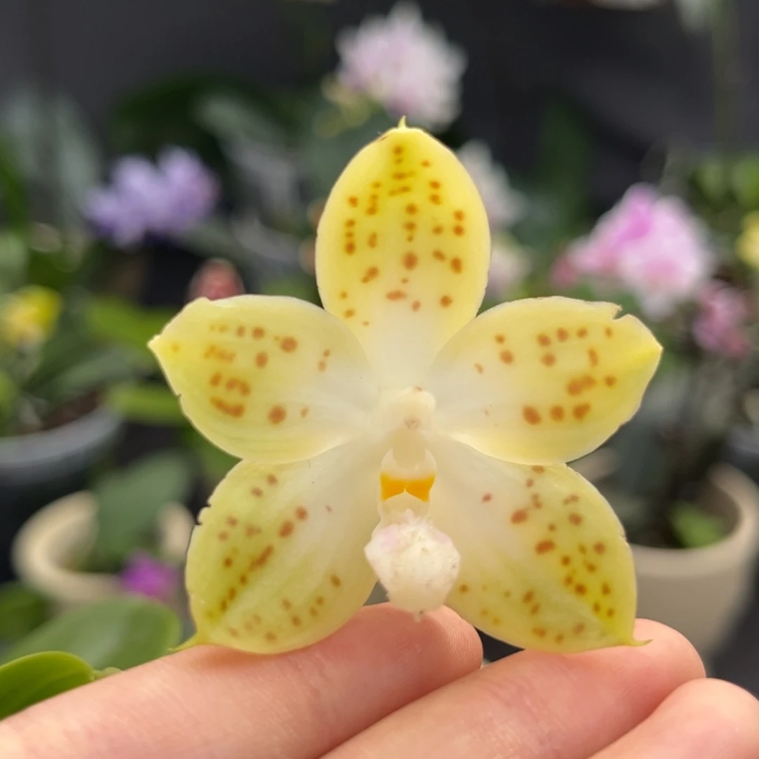 完全开放2.5寸21dp开花株