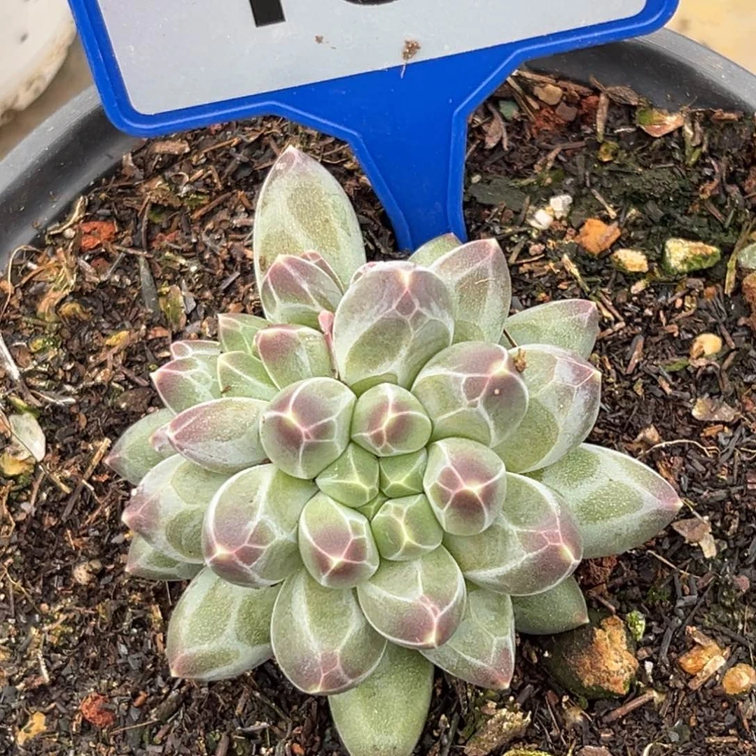 申公豹多肉植物186.