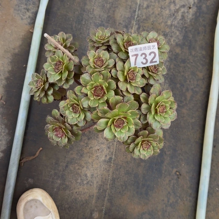 000000000000000732半夏