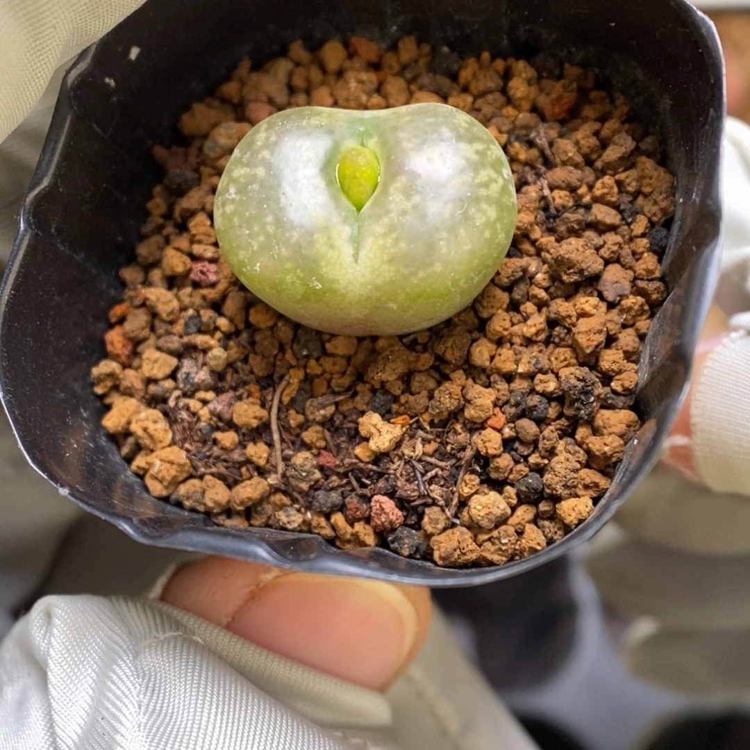 多肉植物肉锥杂交K-3456