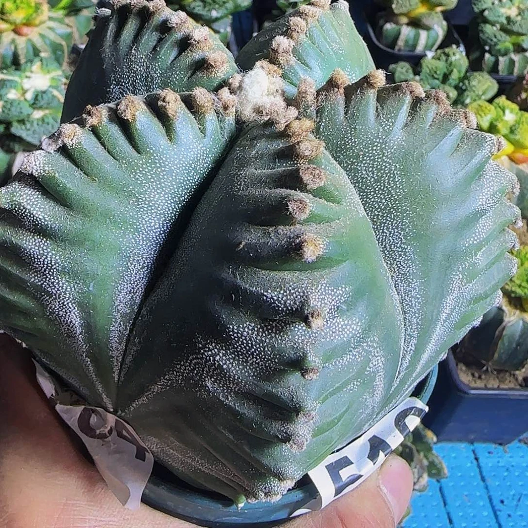 超大银沙龟甲鸾519