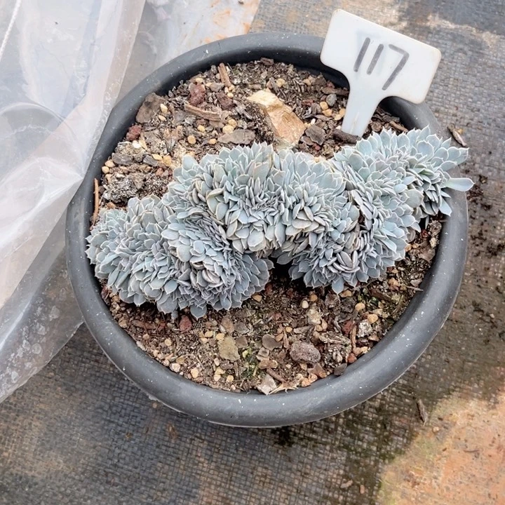 晨语多肉一物一拍117