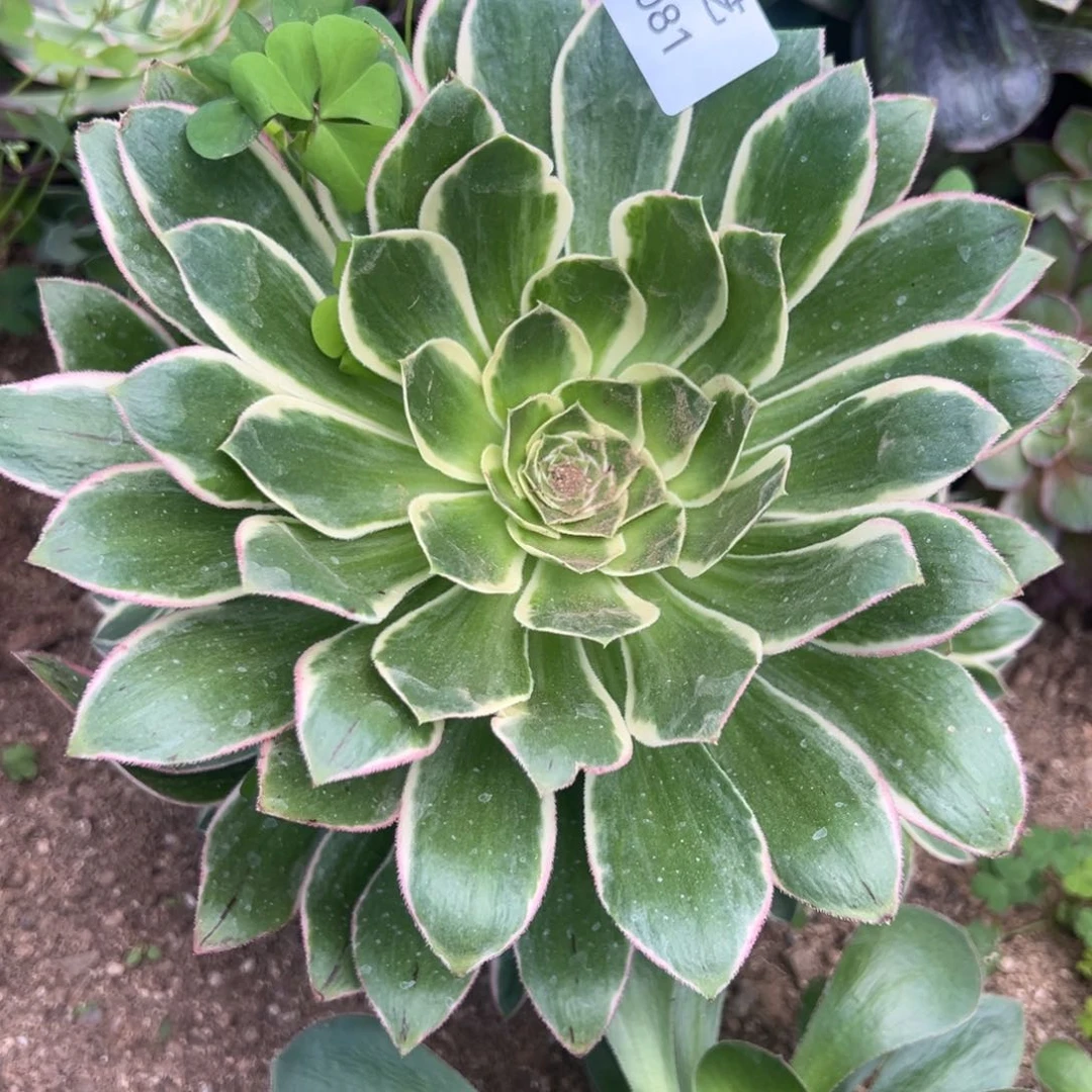 大叶绿玫瑰锦多肉植物081