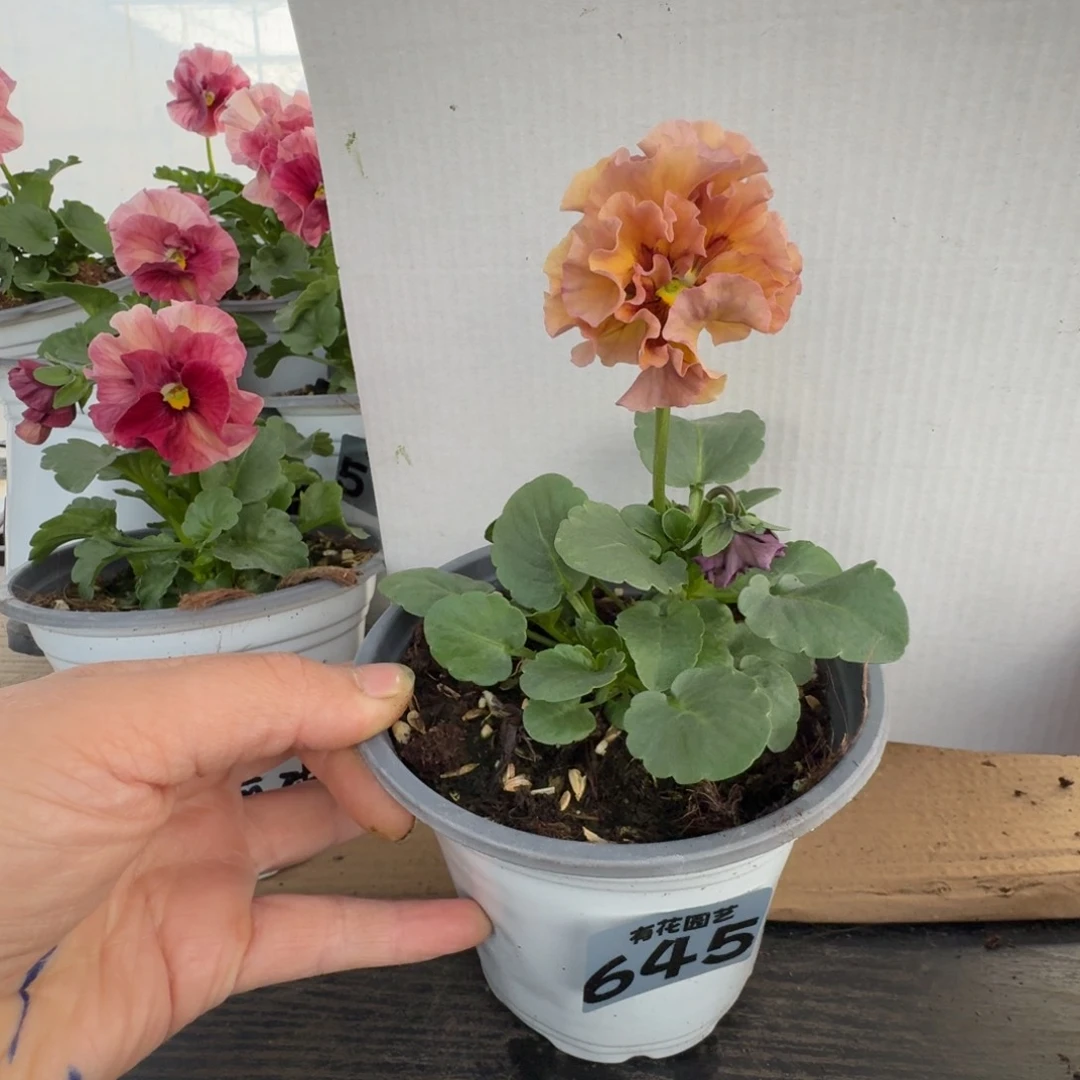 全部花朵645号角堇