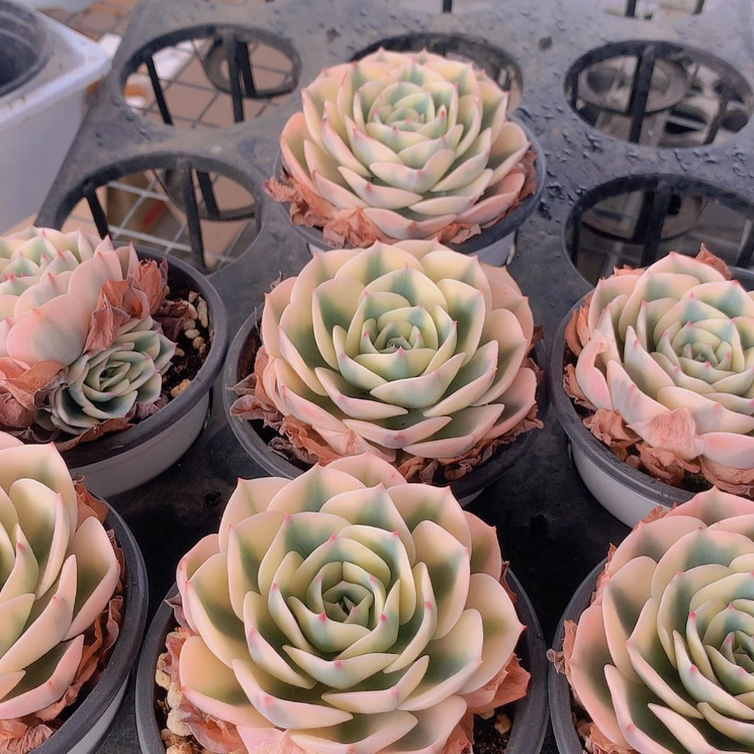 玉蝶锦24567889990000