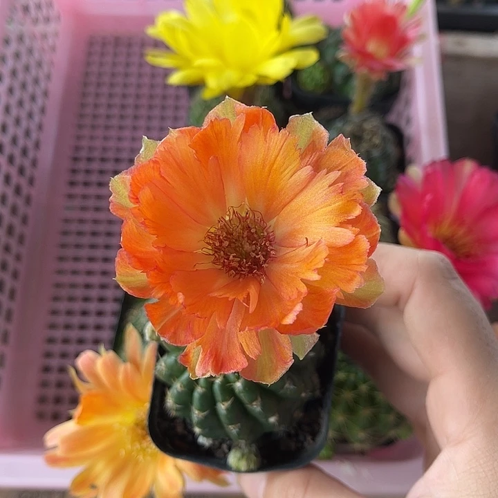 羽毛火凤凰原盆4公分起发