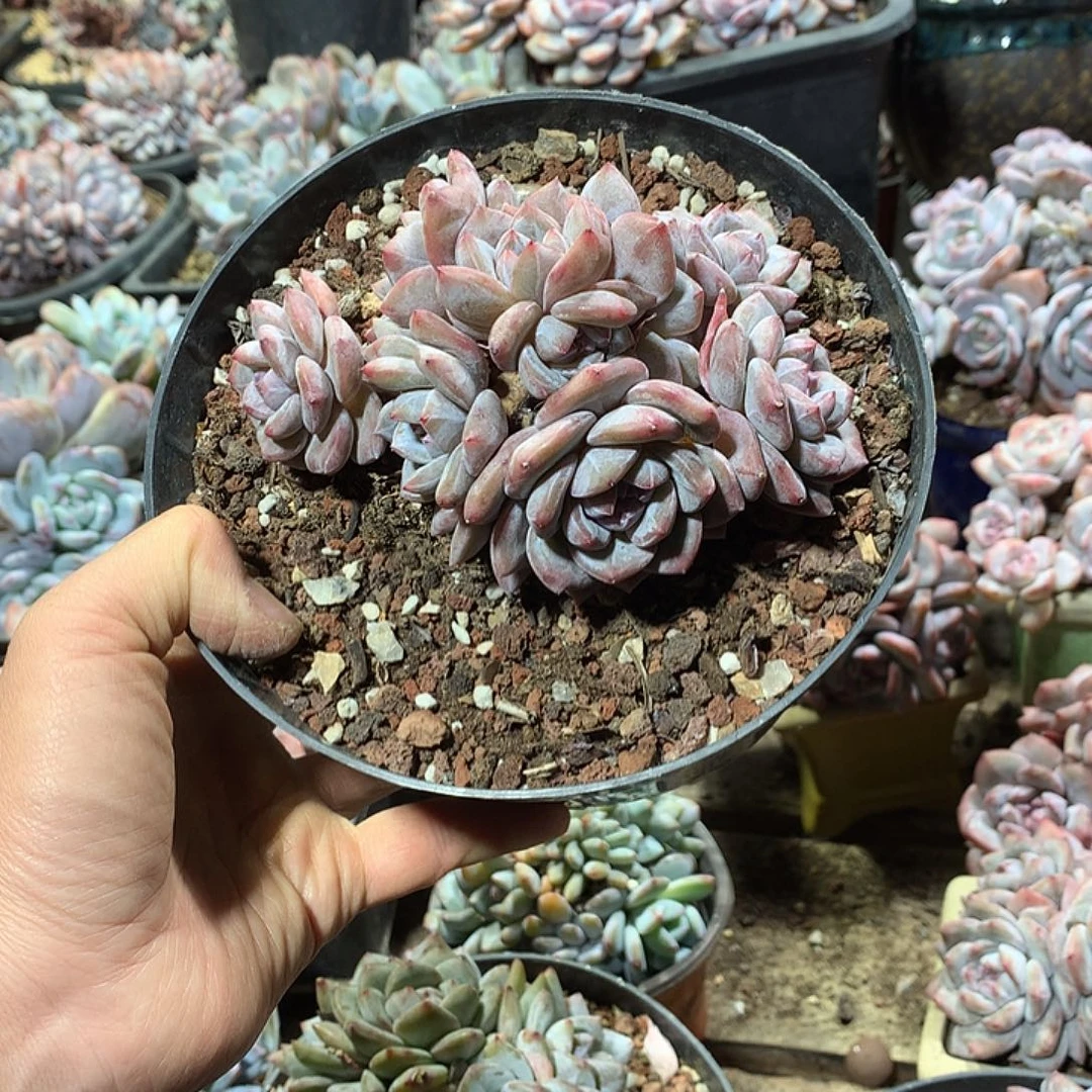 星影多肉植物哈哈哈47