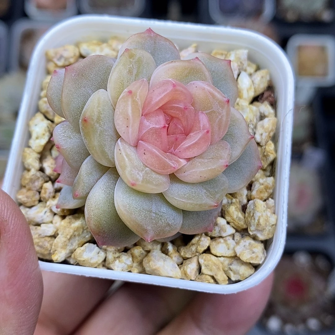 正版粉恋5厘米盆脱土发