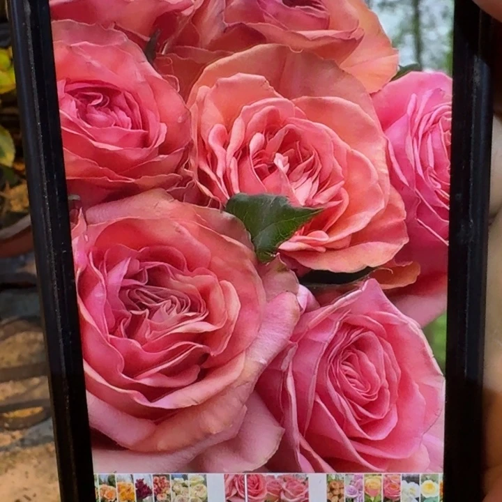 无花朵188扦插小苗