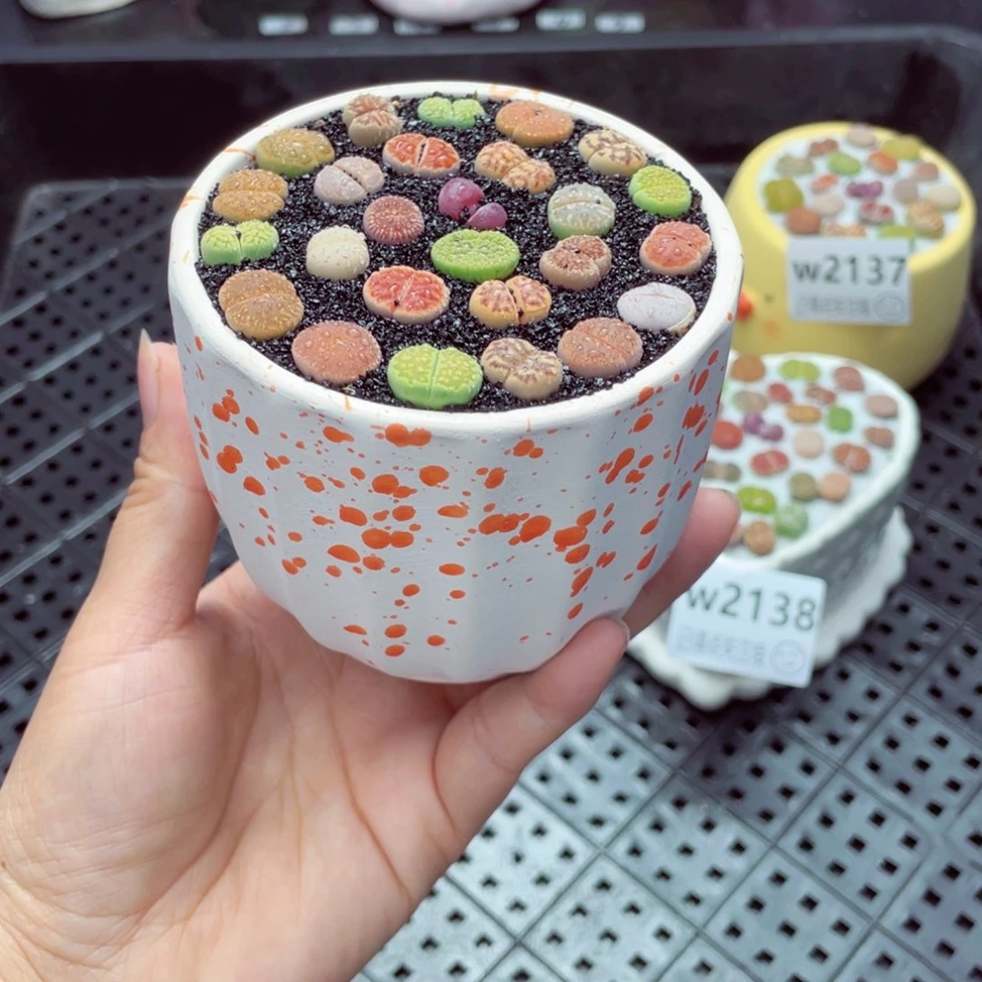 w2139 带盆土发货一物一拍