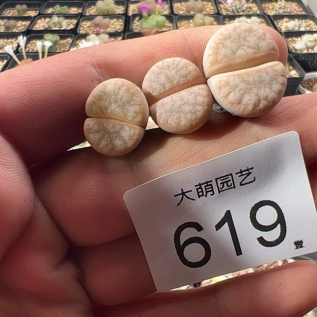 一物一拍。      619