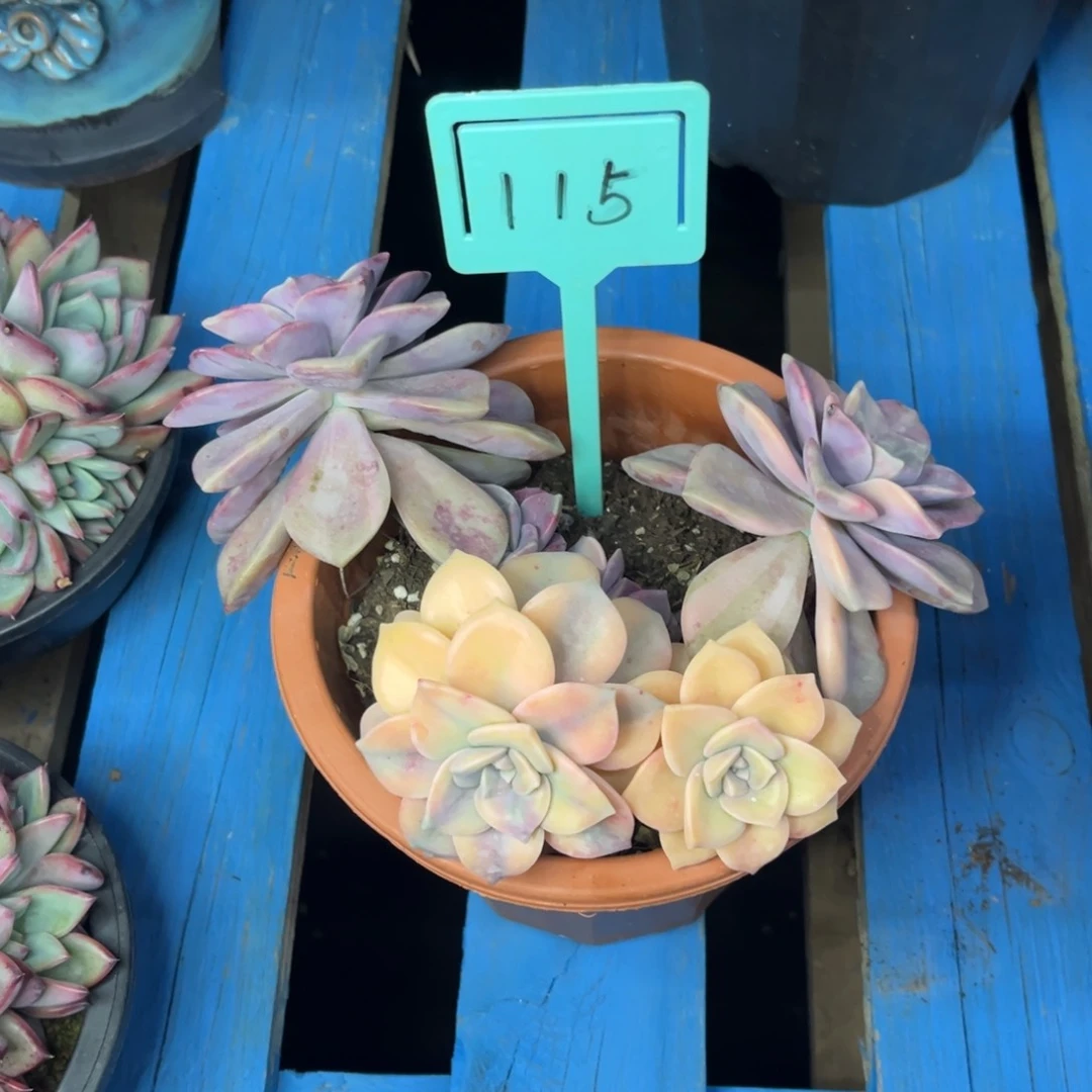 小雨多肉一物一拍紫乐锦