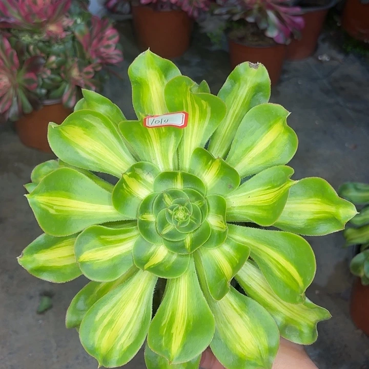 暴君1010多肉植物