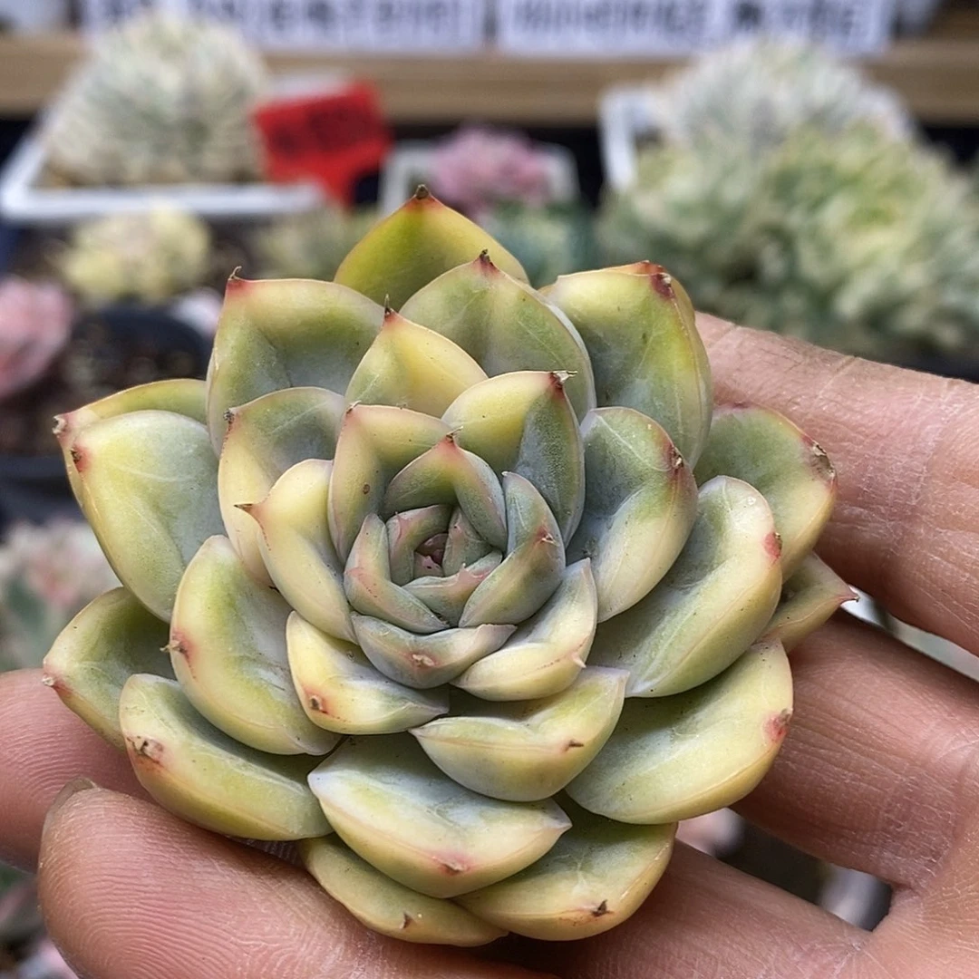 2690 猎户座花脸锦头盖