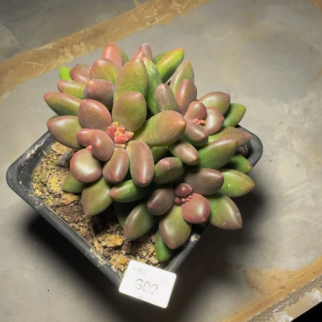 I****）g g g g g g g g 9