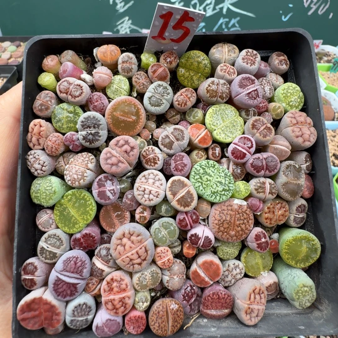 特价高混切糕带盆土 15