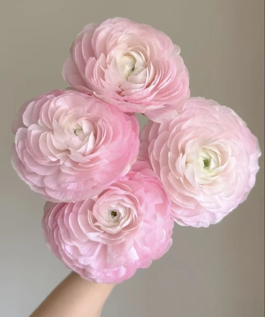 【洋牡丹】 收到需醒花 云南鲜花批发基地