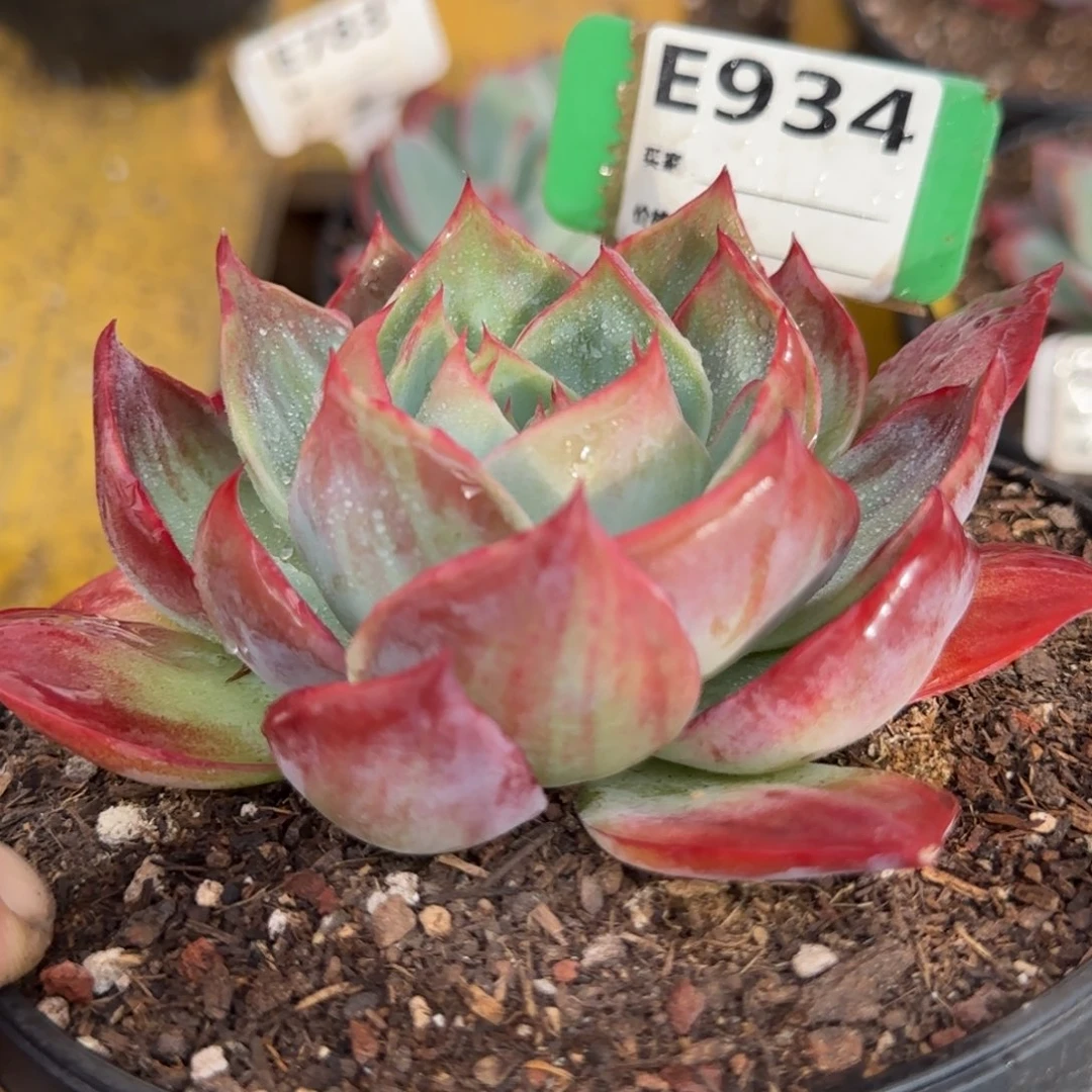 花脸拉丝惊鸿一物一拍包装收缩花旱934