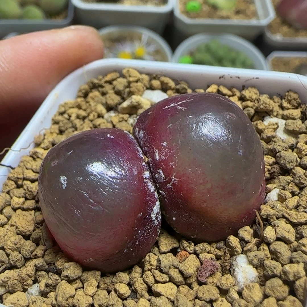 胖****专拍漂亮多肉植物356